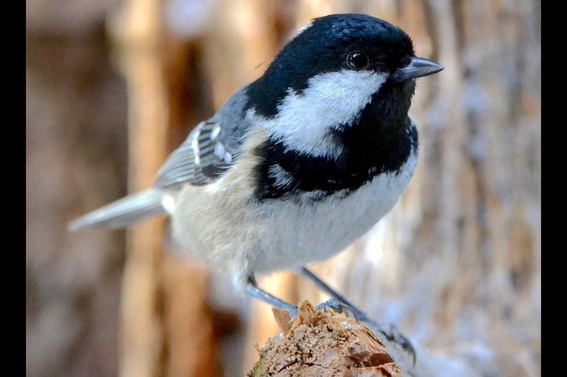 Vom Woife und dem Wald – Bild: BR /​ © Text und Bild Medienproduktion/​Ben Wolter