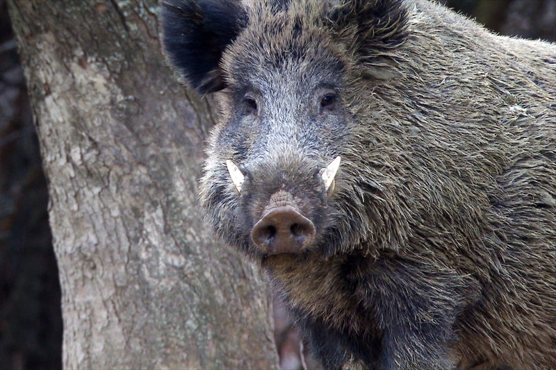 Wildschweine - Das Comeback – Bild: SRF1