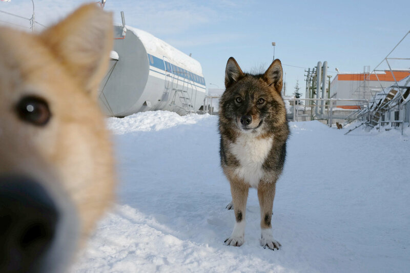 Moskaus berühmte Sprengstoffhunde – Bild: SRF2