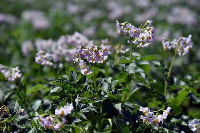 Erdäpfelblüte im Bezirk Gmünd. – Bild: 3sat