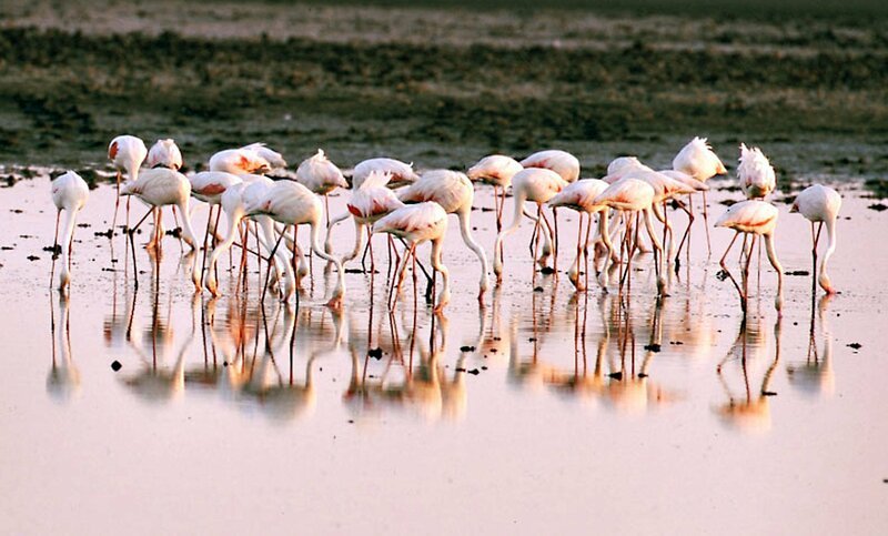 Flamingo. – Bild: ORF