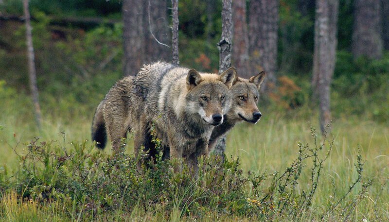 Wildes Skandinavien 10 03 Finnland Inselmeer Und Seenland Fernsehserien De