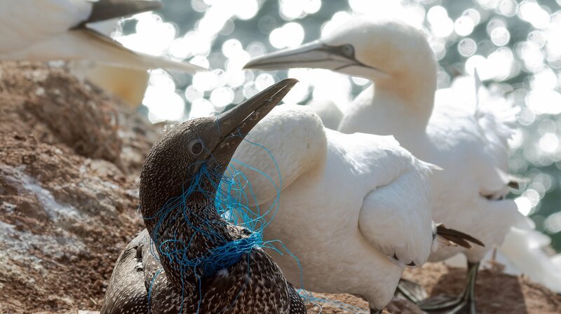 Viele Basstölpel verstricken sich in Plastikschnüren. – Bild: NDR/Clipfilm Viele Basstölpel verstricken sich in Plastikschnüren. – Bild: NDR/Clipfilm