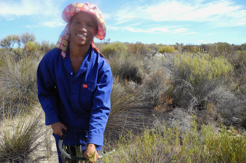 Rooibos - Der rote Tee Südafrikas – Bild: SRF2