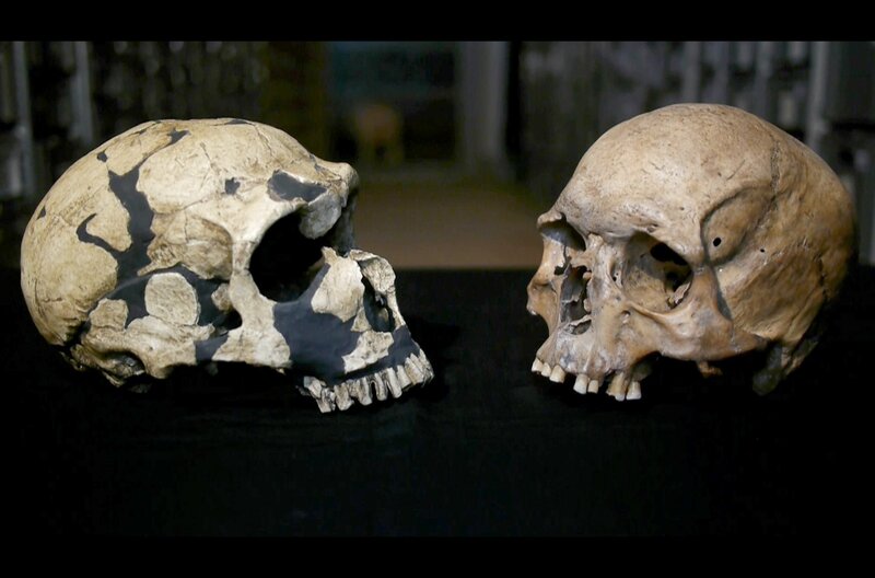 Vergleich Neandertaler Und Moderner Mensch