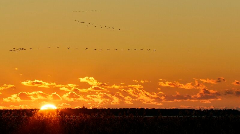 Ein Schwarm Kraniche fliegt in den Sonnenuntergang – Bild: WDR/Marco Polo Film/Steffen Sailer Ein Schwarm Kraniche fliegt in den Sonnenuntergang – Bild: WDR/Marco Polo Film/Steffen Sailer