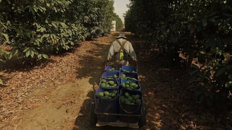 Lebensmittel auf dem Prüfstand 03: Avocado – Superfood im Zwielicht – fernsehserien.de