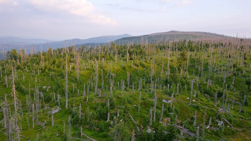 Im Nationalpark Bayerischer Wald wächst Wald, in den nicht mehr eingegriffen wird. Was stirbt, bleibt liegen. Was fällt, bleibt liegen. – Bild: BR