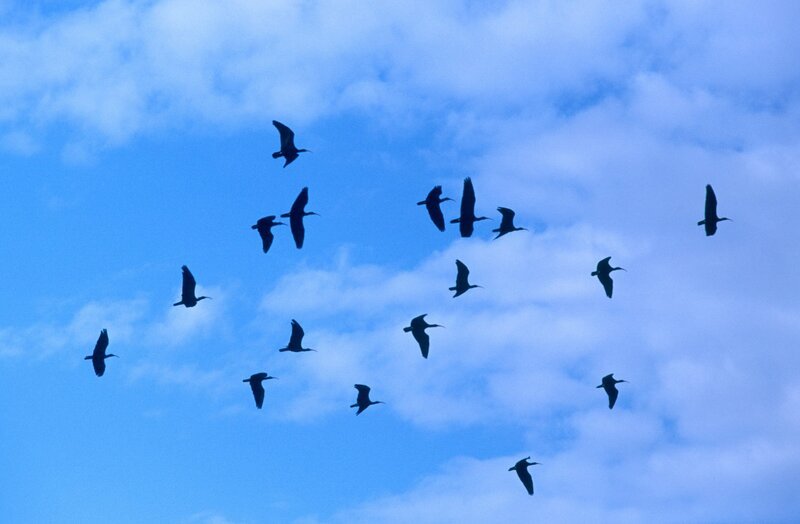 Universum: „Der Flug des Waldrapps“, Ein spektakuläres Forschungsprojekt soll einer vom Aussterben bedrohten Art von Zugvögeln wieder beibringen, zwischen ihrem Sommerquartier in Österreich und einem neuen Winterstandort in Italien zu pendeln. Wissenschafter der Konrad-Lorenz-Forschungsstelle im oberösterreichischen Grünau wollen den Vögeln mit motorisierten Flugdrachen auf ihren einstigen Zugrouten voranfliegen. Höhepunkt des Abenteuers ist der 860 Kilometer lange sommerliche Flug in die Maremma, ein Naturschutzgebiet an der italienischen Westküste.Eine Dokumentation von Manfred Christ  SENDUNG: ORF3 – DI – 06.10.2020⁠–⁠13:35 UHR. – Veroeffentlichung fuer Pressezwecke honorarfrei ausschliesslich im Zusammenhang mit oben genannter Sendung oder Veranstaltung des ORF bei Urhebernennung. – Bild: ORF