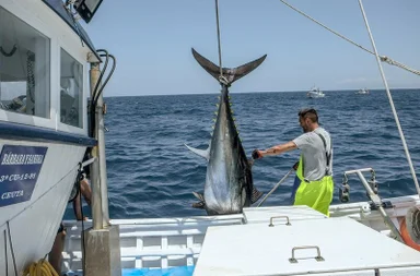 Ein Fischer der Firma J.C. Mackintosh holt im Meer zwischen Spanien und Marokko einen Tunfisch aus dem Meer - es ist der größte Fang in diesem Jahr. – Bild: ZDF / © Tim Röhn Ein Fischer der Firma J.C. Mackintosh holt im Meer zwischen Spanien und Marokko einen Tunfisch aus dem Meer - es ist der größte Fang in diesem Jahr. – Bild: ZDF / © Tim Röhn