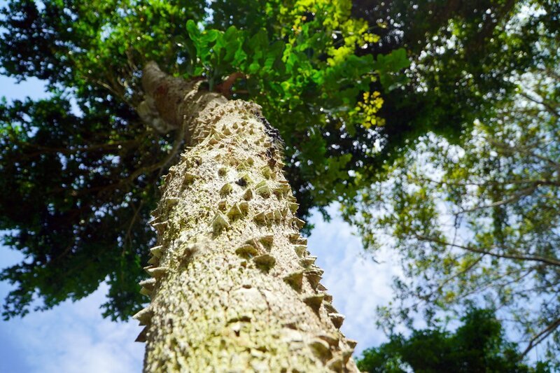 Fernambuk Baum. – Bild: ORF Fernambuk Baum. – Bild: ORF