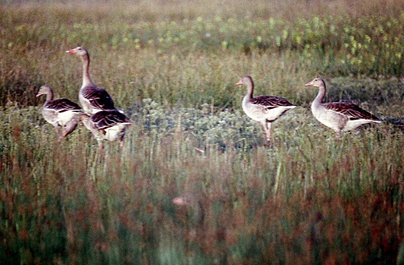 Universum: „Im Land des Sonnenaufgangs – Nationalpark Neusiedler See – Seewinkel“, Der Neusiedler See ist eine Welt aus Wasser, Schilf, Lacken und weiten Ebenen, ein weltberühmtes Vogelparadies, Nistplatz und Arche Noah für bedrohte Arten wie die Großtrappe, dem größten flugfähigen Vogel der Welt. Nie zuvor kam ein Kamerateam derart nahe an diese scheuen Tiere heran. Tief im unzugänglichen Dschungel des Schilfgürtels beobachteten die Naturfilmer Löffler und Rohrsänger und lüfteten ein Geheimnis: Mitten im Rohrwald gibt es kleine Seen mit klarem Wasser und einer Vielfalt an Pflanzen und Fischen. Neben der Tierwelt gibt es noch einen Hauptdarsteller – den pannonischen Himmel, die Farben, das Licht im Land des Sonnenaufgangs. SENDUNG: ORF3 – MI – 21.10.2020 – 13:25 UHR. – Veroeffentlichung fuer Pressezwecke honorarfrei ausschliesslich im Zusammenhang mit oben genannter Sendung oder Veranstaltung des ORF bei Urhebernennung. – Bild: ORF