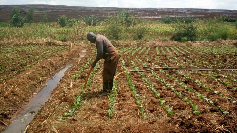Dieser Kenianische Bauer pflanzt als so genannter „Vertragsfarmer“ Bohnen, die er an eine einheimische Firma verkauft. Die Bohnen werden nach Europa exportiert. Als Vertragsfarmer hat man in Kenia eine vermeintliche finanzielle Sicherheit – der Traum für viele Kleinbauern. – Bild: ORF