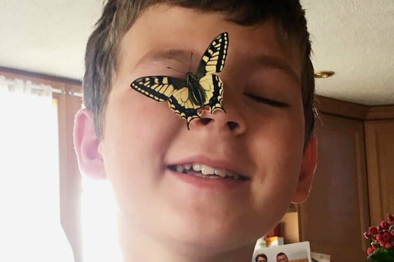 Jeder Quadratmeter zählt – «Mission B» rechnet ab Elias Häfliger (13) aus Willisau LU züchtet Schmetterlinge. Er baute einen Schmetterlingskasten und füttert die Raupen täglich mit frischen Brennnessel-Blättern. SRF – Bild: SRF2