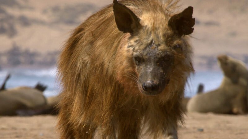 Pferde und Oryx-Antilopen in der Namib-Wüste – Bild: ARTE/​ORF /​ © Interspot Film
