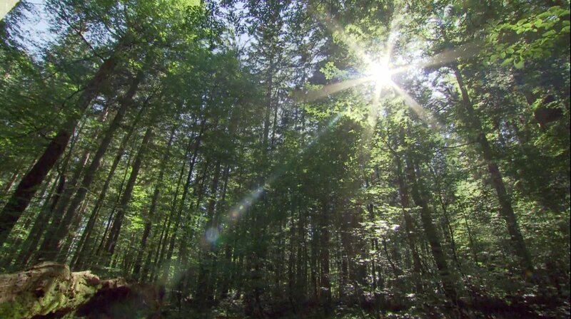Wald. – Bild: – Wald. – Bild: –