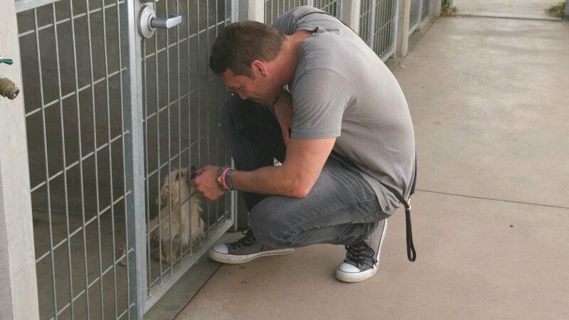 Der Hundetrainer Brandon Der Hundetrainer Brandon