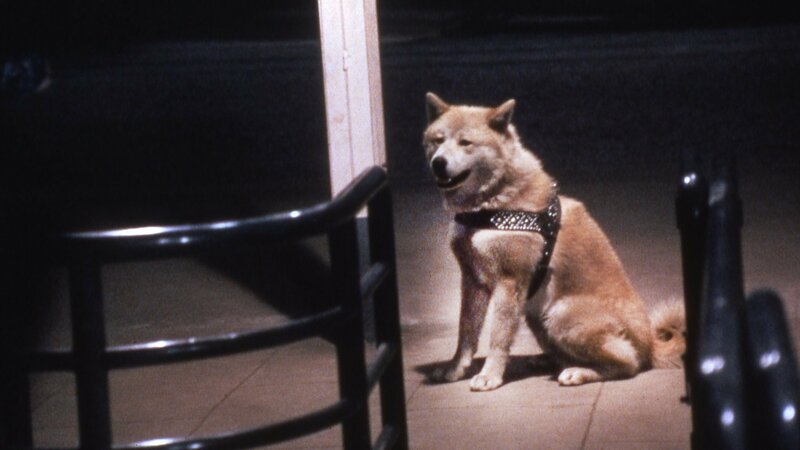 Die Geschichte von Hachiko – Bild: Silverline