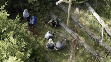 Forschende vom Friedrich Löffler-Institut wollen verhindern, dass die Schweinepest sich ausbreitet. Sie ermitteln in einem Feldversuch, wie gefährlich das Virus auch nach dem Tod der Schweine noch ist. – Bild: ZDF und Tobias Oberberger. Forschende vom Friedrich Löffler-Institut wollen verhindern, dass die Schweinepest sich ausbreitet. Sie ermitteln in einem Feldversuch, wie gefährlich das Virus auch nach dem Tod der Schweine noch ist. – Bild: ZDF und Tobias Oberberger.