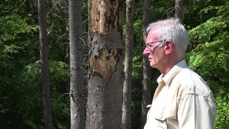 Auch dieser Baum ist ein Opfer des Borkenkäfers. Waldbesitzer Gerhard Vorwerk inspiziert seinen Baumbestand. – Bild: ZDF und Katharina Gugel.