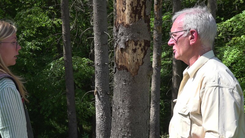 Auch dieser Baum ist ein Opfer des Borkenkäfers. Försterin Anna-Maria Hille und Waldbesitzer Gerhard Vorwerk inspizieren die Bestände. – Bild: ZDF und Katharina Gugel. Auch dieser Baum ist ein Opfer des Borkenkäfers. Försterin Anna-Maria Hille und Waldbesitzer Gerhard Vorwerk inspizieren die Bestände. – Bild: ZDF und Katharina Gugel.