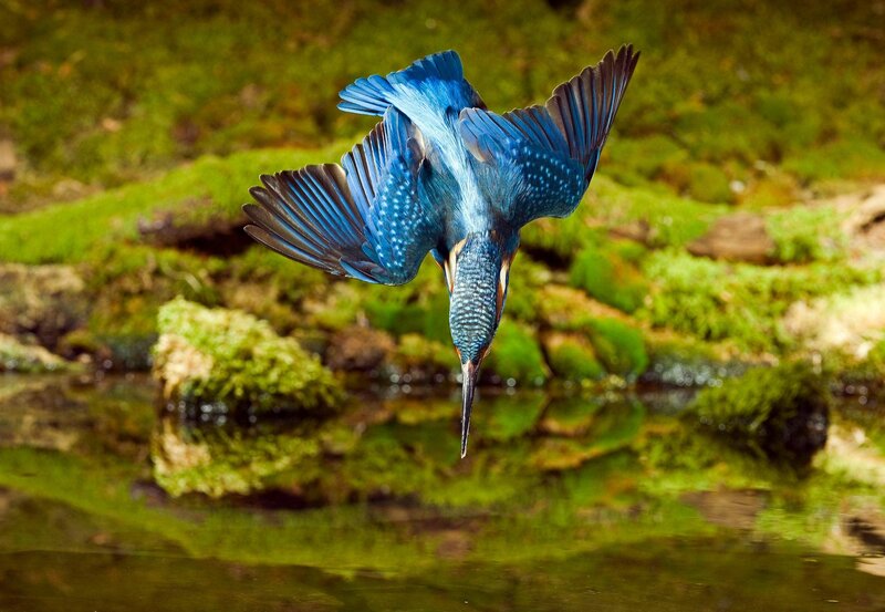 Im Reich des Eisvogels – Bild: WDR/​Rolf J. Möltgen