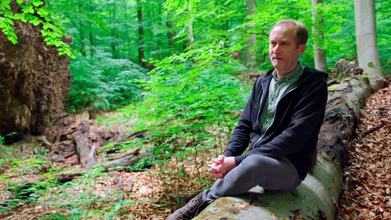Matthias Schickhofer fürchtet um die letzten Urwälder. – Bild: ORF /​ Langbein & Partner