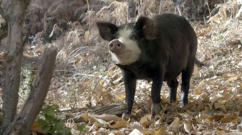 Die Korsischen Hausschweine leben halbwild in den Hochebenen der Insel. – Bild: NDR/​NDR Naturfilm/​doclights/​Flying Pangolin Film/​Micheal Riegler