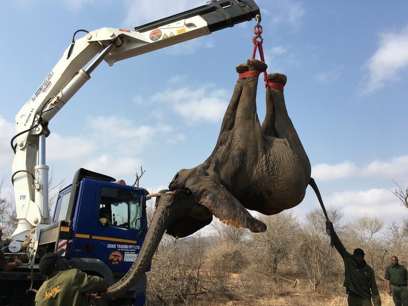 Mit freundlicher Genehmigung und großer Unterstützung der Regierung Simbabwes wird eine der größten Umsiedlungen von Wildtieren und 100 Elefanten in der Geschichte des Landes stattfinden. – Bild: ZDF und Sandra Theiß.