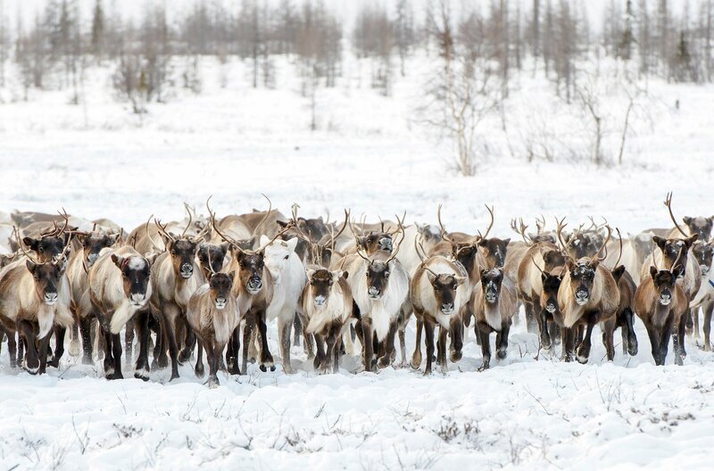 Im Frühjahr wandern Rentiere aus den Wäldern in die Tundra, die sich in eine riesige Steppenlandschaft verwandelt, sobald der Schnee schmilzt. – Bild: ARTE France /​ © iStock