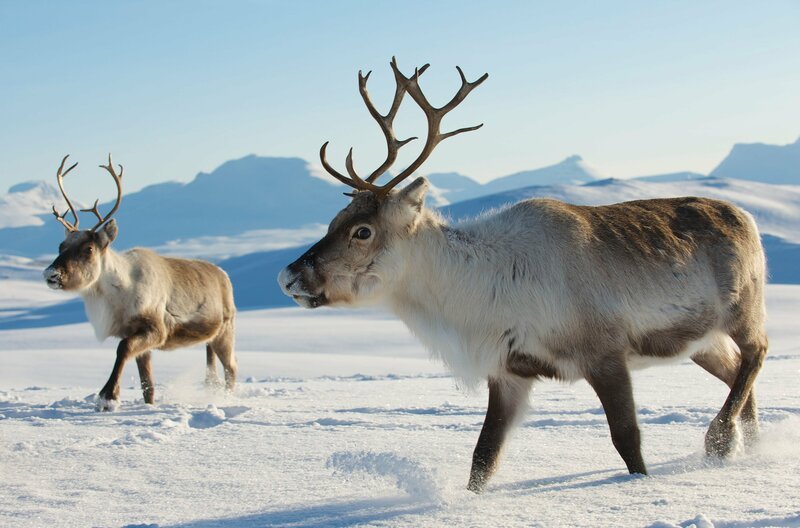 Im Winter graben Rentiere im Schnee nach kohlenhydratreichen Flechten, auch „Rentiermoos“ genannt. – Bild: ARTE F / © iStock Im Winter graben Rentiere im Schnee nach kohlenhydratreichen Flechten, auch „Rentiermoos“ genannt. – Bild: ARTE F / © iStock