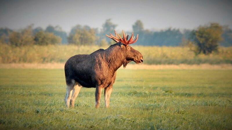 Elchbulle auf einer Wiese im Herzen des Matsalu Nationalparks. – Bild: WDR/​Joosep Matjus/​Atte Henriksson