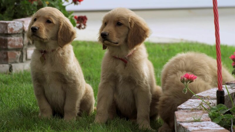 Golden Winter – Bild: Bibel TV