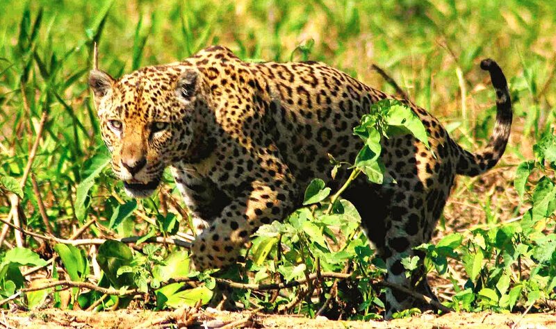 Jaguarweibchen im Taiamá Nationalpark – Bild: BR /​ © Douglas Trent
