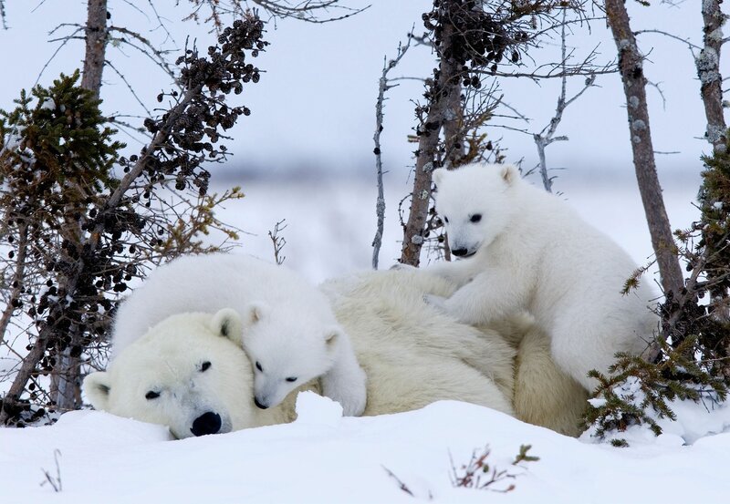 Wie alle Jungtiere sind auch Eisbären-Babys sehr verspielt. – Bild: NDR/​NDR/​Thorsten Milse