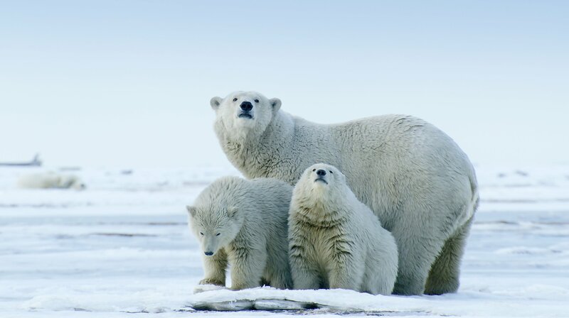 ARD/NDR ERLEBNIS ERDE: NATURWUNDER NORDALASKA, „Ein Paradies in Gefahr“, am Montag (11.01.21) um 20:15 Uhr im ERSTEN. Für Eisbären wird das Überleben in Alaska immer schwieriger. © NDR/Doclights GmbH/Florian Schulz, honorarfrei – Verwendung gemäß der AGB im engen inhaltlichen, redaktionellen Zusammenhang mit genannter NDR-Sendung bei Nennung „Bild: NDR/Doclights GmbH/Florian Schulz“ (S2). NDR Presse und Information/Fotoredaktion, Tel: 040/4156–2306 oder -2305, pressefoto@ndr.de – Bild: NDR/Doclights GmbH/Florian Schul / NDR Presse und Information ARD/NDR ERLEBNIS ERDE: NATURWUNDER NORDALASKA, „Ein Paradies in Gefahr“, am Montag (11.01.21) um 20:15 Uhr im ERSTEN. Für Eisbären wird das Überleben in Alaska immer schwieriger. © NDR/Doclights GmbH/Florian Schulz, honorarfrei – Verwendung gemäß der AGB im engen inhaltlichen, redaktionellen Zusammenhang mit genannter NDR-Sendung bei Nennung „Bild: NDR/Doclights GmbH/Florian Schulz“ (S2). NDR Presse und Information/Fotoredaktion, Tel: 040/4156–2306 oder -2305, pressefoto@ndr.de – Bild: NDR/Doclights GmbH/Florian Schul / NDR Presse und Information
