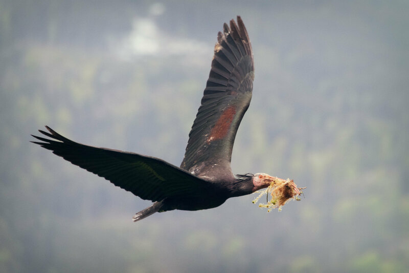 Einem Vogel das Fliegen beibringen – Bild: SRF2