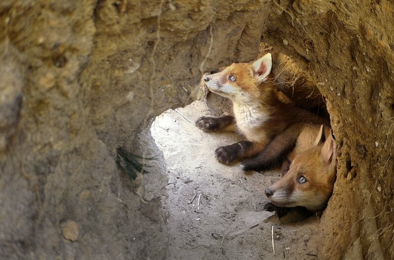 Stadt, Land, Fuchs! – Bild: rbb