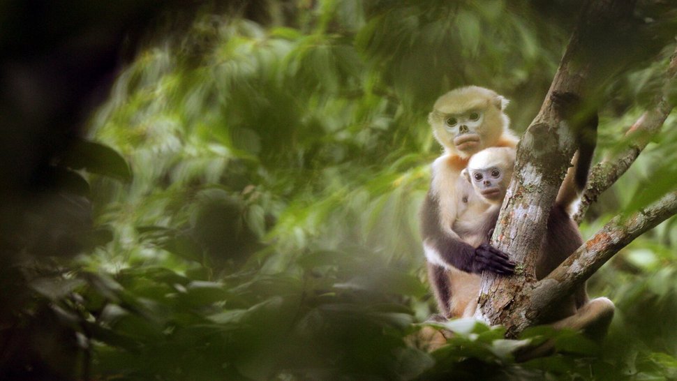 Von den Tonkin-Stumpfnasenaffen gibt es nur noch 200 Tiere. – Bild: ZDF und Ryan Deboodt. / Ryan Deboodt