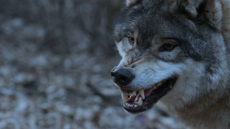 Der Wolf zeigt Zähne. – Bild: Geo Television /​ MFP
