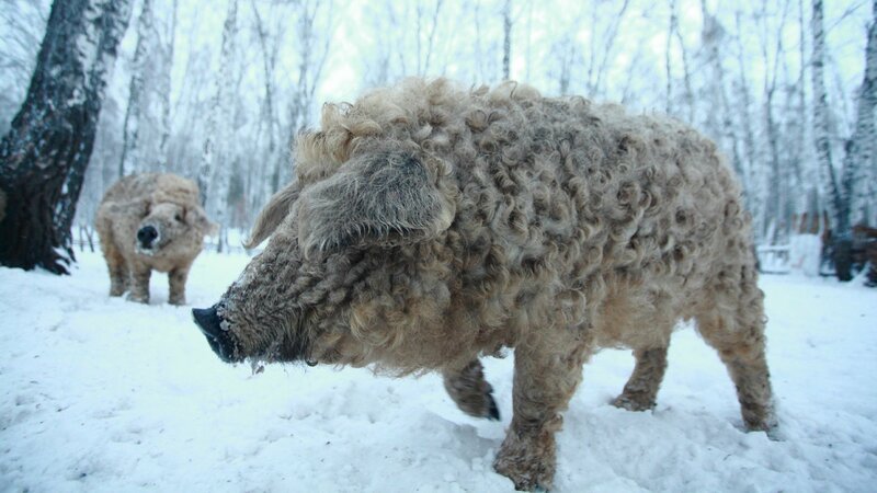 Die dichte Wolle eines Managalitza Schweins bietet den perfekten Witterungsschutz im sibirischen Winter. Die Verwendung des sendungsbezogenen Materials ist nur mit dem Hinweis und Verlinkung auf TVNOW gestattet.; Die dichte Wolle eines Managalitza Schweins bietet den perfekten Witterungsschutz im sibirischen Winter. Die Verwendung des sendungsbezogenen Materials ist nur mit dem Hinweis und Verlinkung auf TVNOW gestattet. – Bild: TVNOW/ © TMFS + SNI/SI Net Die dichte Wolle eines Managalitza Schweins bietet den perfekten Witterungsschutz im sibirischen Winter. Die Verwendung des sendungsbezogenen Materials ist nur mit dem Hinweis und Verlinkung auf TVNOW gestattet.; Die dichte Wolle eines Managalitza Schweins bietet den perfekten Witterungsschutz im sibirischen Winter. Die Verwendung des sendungsbezogenen Materials ist nur mit dem Hinweis und Verlinkung auf TVNOW gestattet. – Bild: TVNOW/ © TMFS + SNI/SI Net