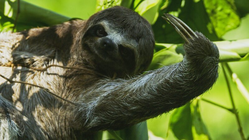 Faultier im Baum Die Verwendung des sendungsbezogenen Materials ist nur mit dem Hinweis und Verlinkung auf TVNOW gestattet. – Bild: TVNOW Faultier im Baum Die Verwendung des sendungsbezogenen Materials ist nur mit dem Hinweis und Verlinkung auf TVNOW gestattet. – Bild: TVNOW