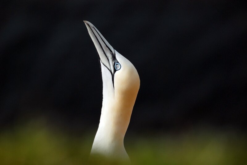 Lange bevor sie sich auf Helgoland als Brutvogel niederließen, waren Basstölpel regelmäßig in der Nordsee zu beobachten. – Bild: Geo Television /​ Annegret