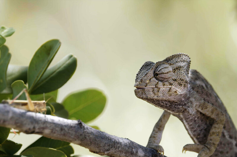 Portugal - Wildnis zwischen Land und Ozean – Bild: SRF1
