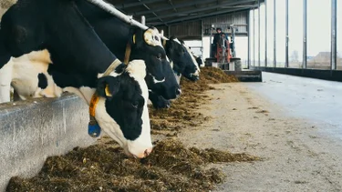 Sternekoch Nelson Müller deckt auf, wie frisch, gesund und industrialisiert unsere Milch ist. Er geht dafür melken und macht einen Laktoseintoleranz-Test - mit erstaunlichem Ergebnis. – Bild: ZDF und Daniel Maiterth. Sternekoch Nelson Müller deckt auf, wie frisch, gesund und industrialisiert unsere Milch ist. Er geht dafür melken und macht einen Laktoseintoleranz-Test - mit erstaunlichem Ergebnis. – Bild: ZDF und Daniel Maiterth.