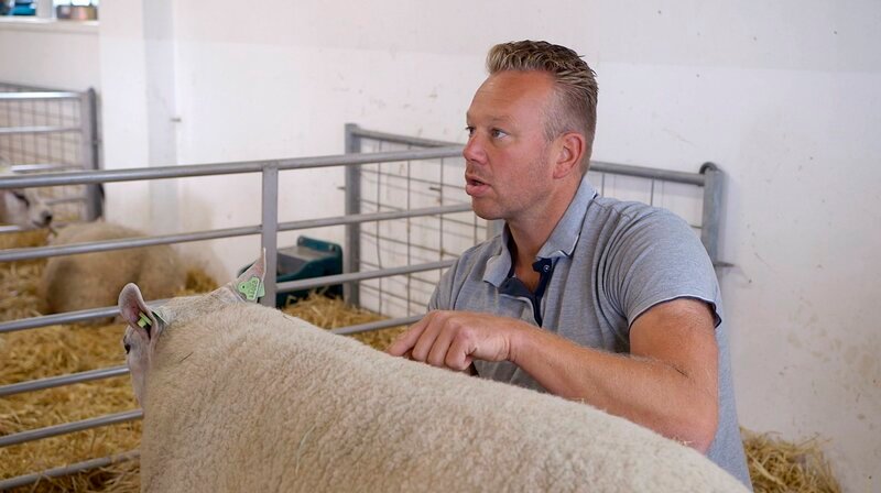 Ido Altenburg ist preisgekrönter Züchter des berühmten Texel-Schafs, das zu Höchstpreisen in die ganze Welt verkauft wird. Den diesjährigen Modelwettbewerb will Ido unbedingt gewinnen – und zwar mit seinem Texel-Bock. – Bild: NDR/nonfictionplanet/Ralf Biehler Ido Altenburg ist preisgekrönter Züchter des berühmten Texel-Schafs, das zu Höchstpreisen in die ganze Welt verkauft wird. Den diesjährigen Modelwettbewerb will Ido unbedingt gewinnen – und zwar mit seinem Texel-Bock. – Bild: NDR/nonfictionplanet/Ralf Biehler