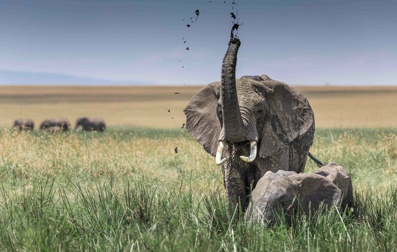 Gießkanne und Schlammspritze: Mit seinem Rüssel kann ein Elefant bis zu zehn Liter aufnehmen. – Bild: Terra Mater /​ Christian Hargasser