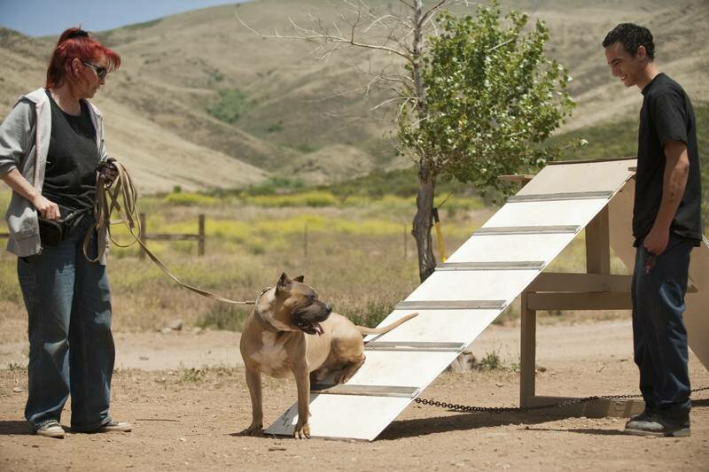 Pitbulls auf Bewährung Staffel 9 Episodenguide – fernsehserien.de