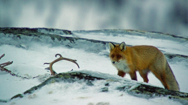 Der Rotfuchs ist bis in die Tundra Skandinaviens vorgedrungen. – Bild: NDR/Doclights GmbH NDR Naturfilm Der Rotfuchs ist bis in die Tundra Skandinaviens vorgedrungen. – Bild: NDR/Doclights GmbH NDR Naturfilm