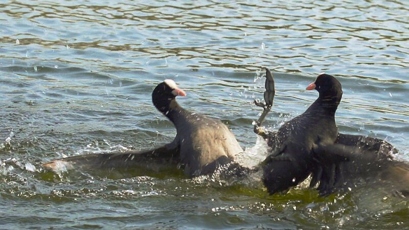 Im Dschungel der Rheinauen – Bild: TVNOW /​ @WDR